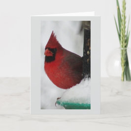 Weihnachtskarte für männlichen Kardinal Feiertagskarte