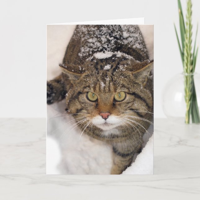 Weihnachtskarte - Scottish Wildcat Feiertagskarte (Vorderseite)