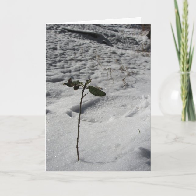 Weihnachtskarte "Snow Sprout" Karte (Vorderseite)