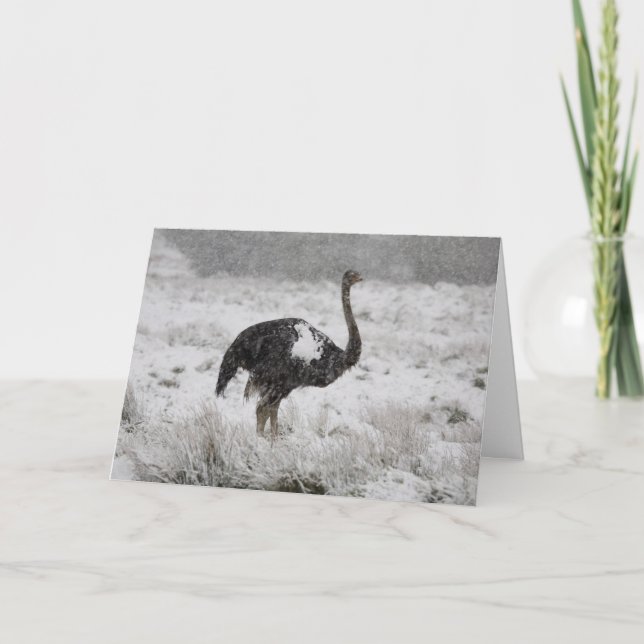 Weihnachtskarte - Strauß Feiertagskarte (Vorderseite)