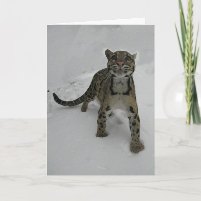 Weihnachtskarte - Wolkenleopard Feiertagskarte (Vorderseite)