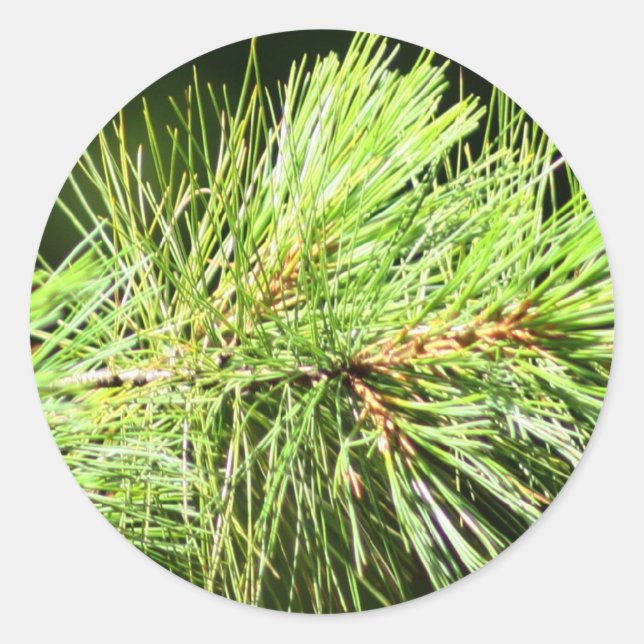Weihnachtskarten für den Pine Branch Runder Aufkleber (Vorderseite)