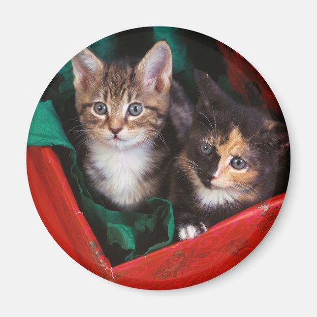 Weihnachtskätzchen Magnet (Vorne)