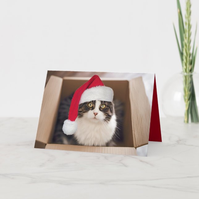 Weihnachtskatze in Faltschachtel Karte (Vorderseite)