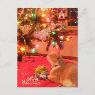 Weihnachtskatze Postkarte