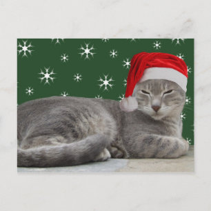 Weihnachtskatze Postkarte
