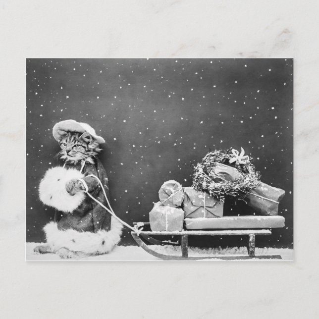 Weihnachtskatze Schwarz-Weiß-Foto Feiertagspostkarte (Vorderseite)