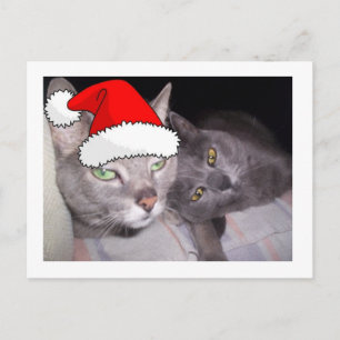 Weihnachtskatzen Feiertagspostkarte