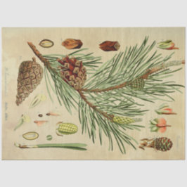 Weihnachtskiefer Seidenpapier