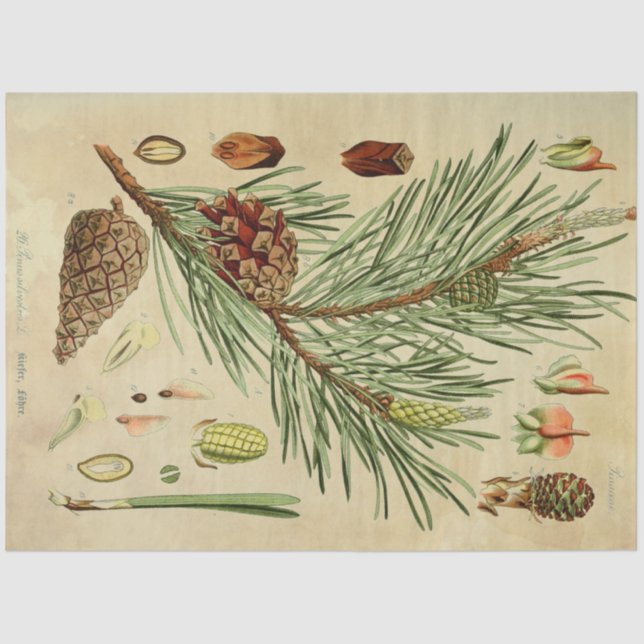 Weihnachtskiefer Seidenpapier (Vorderseite)