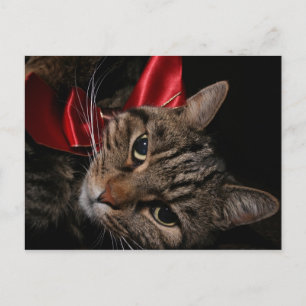 Weihnachtskitty Feiertagspostkarte
