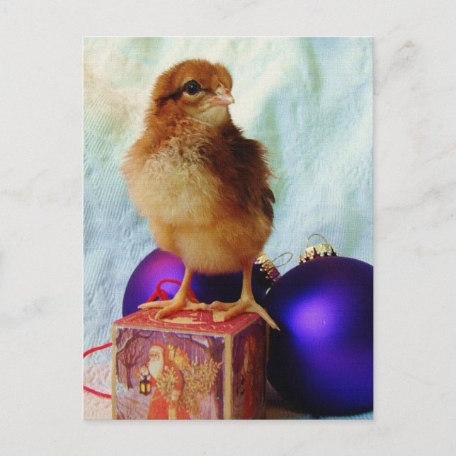 Weihnachtsküken 2 feiertagspostkarte (Vorderseite)