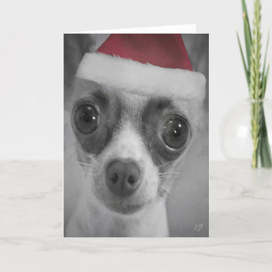 Weihnachtslustiger Chihuahua-Welpe mit Feiertagskarte