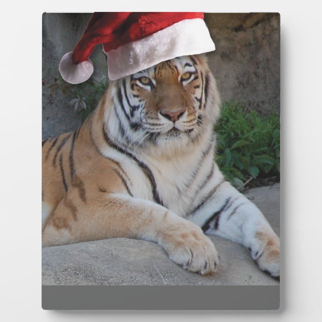 Weihnachtsmannmütze Bengalisch Tiger Fotoplatte (Vorderseite)