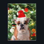 Weihnachtsmannmütze Bulldog Christmas Tree Snowman Feiertagspostkarte<br><div class="desc">Niedliches Bulldog Foto mit der Weihnachtsbaum Snowman Geschenkboxen im Hintergrund. Ein perfektes Geschenk für Weihnachten!</div>