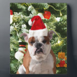Weihnachtsmannmütze Bulldog Christmas Tree Snowman Fotoplatte<br><div class="desc">Niedliches Bulldog Foto mit der Weihnachtsbaum Snowman Geschenkboxen im Hintergrund. Ein perfektes Geschenk für Weihnachten!</div>