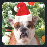 Weihnachtsmannmütze Bulldog Christmas Tree Snowman Quadratischer Aufkleber<br><div class="desc">Niedliches Bulldog Foto mit der Weihnachtsbaum Snowman Geschenkboxen im Hintergrund. Ein perfektes Geschenk für Weihnachten!</div>