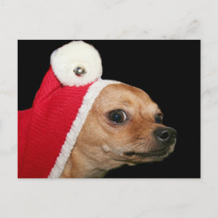 Weihnachtspostkarte Chihuahua Feiertagspostkarte