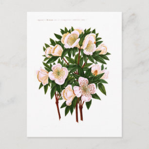WeihnachtsRose Feiertagspostkarte