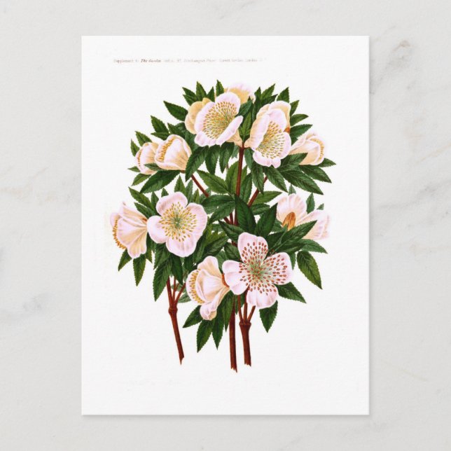 WeihnachtsRose Feiertagspostkarte (Vorderseite)