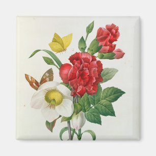 WeihnachtsRose, Helleborus Niger Magnet