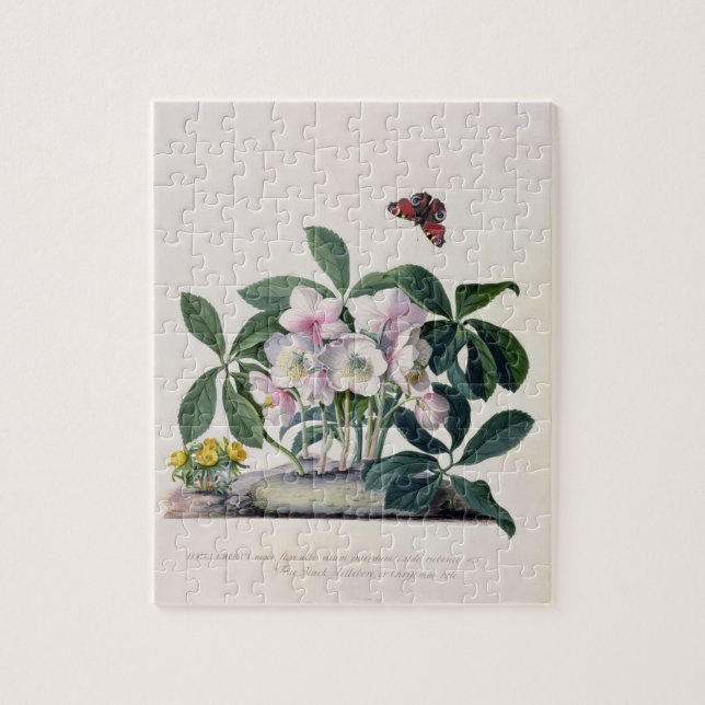 WeihnachtsRose (Helleborus Niger) und Winter Aconi (Vertikal)