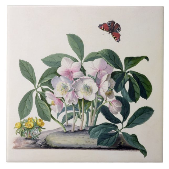 WeihnachtsRose (Helleborus Niger) und Winter Aconi Fliese (Vorderseite)