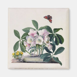WeihnachtsRose (Helleborus Niger) und Winter Aconi Magnet