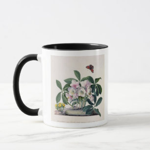 WeihnachtsRose (Helleborus Niger) und Winter Aconi Tasse