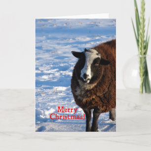 Weihnachtsschaf Feiertagskarte