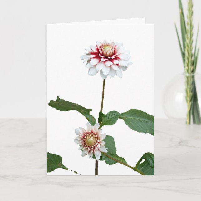 Weihnachtsschnee Dahlias Feiertagskarte (Vorderseite)