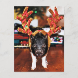Weihnachtsschwein Postkarte