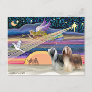 Weihnachtsstern - Bearded Collies (zwei) Feiertagspostkarte