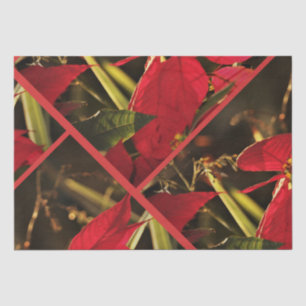 Weihnachtsstern Weihnachten Feiertag Seidenpapier