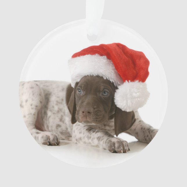 Weihnachtswelpe - deutscher kurzhaariger Zeiger Ornament (Vorderseite)