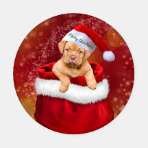 Weihnachtswelpen