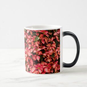 Weihnachtszeit-Blume "Poinsettia" Verwandlungstasse