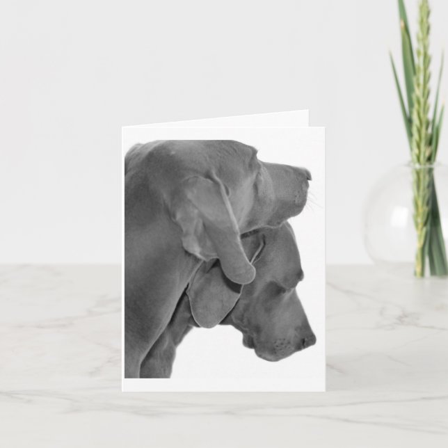 Weim Porträt - Schwarzes u. Weiß Karte (Vorderseite)