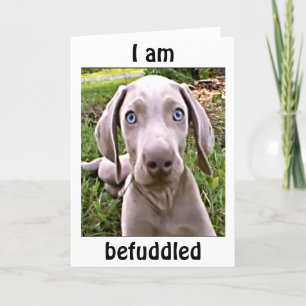WEIMARANAR WIRD ALS "40"/FABULOUS BEFÜRWORTET KARTE