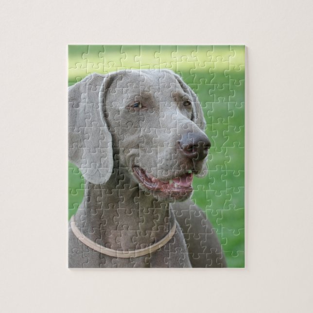 Weimaraner (Vertikal)