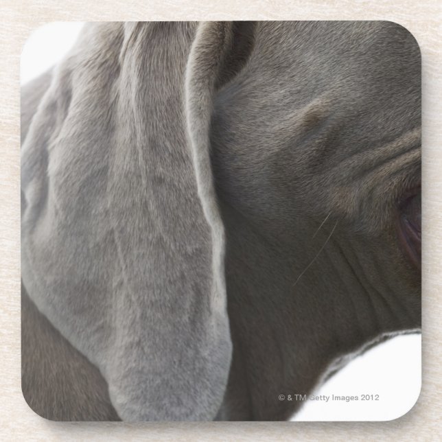 Weimaraner 3 getränkeuntersetzer (Vorderseite)