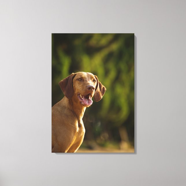 Weimaraner 3 leinwanddruck (Vorderseite)
