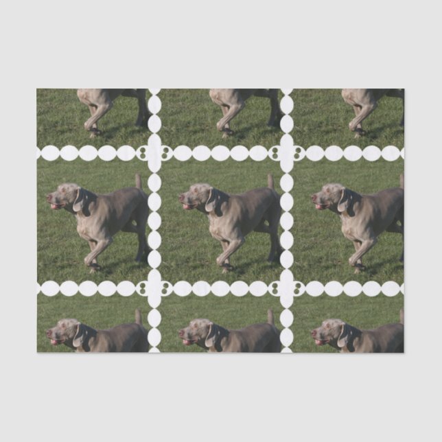weimaraner-6 seidenpapier (Vorderseite)