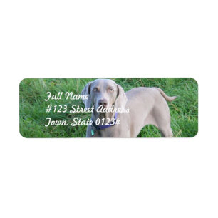 Weimaraner amoureux Étiquettes de la poste