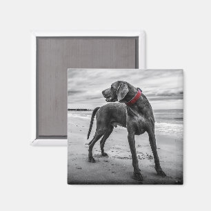 Weimaraner auf dem Beach Magnet