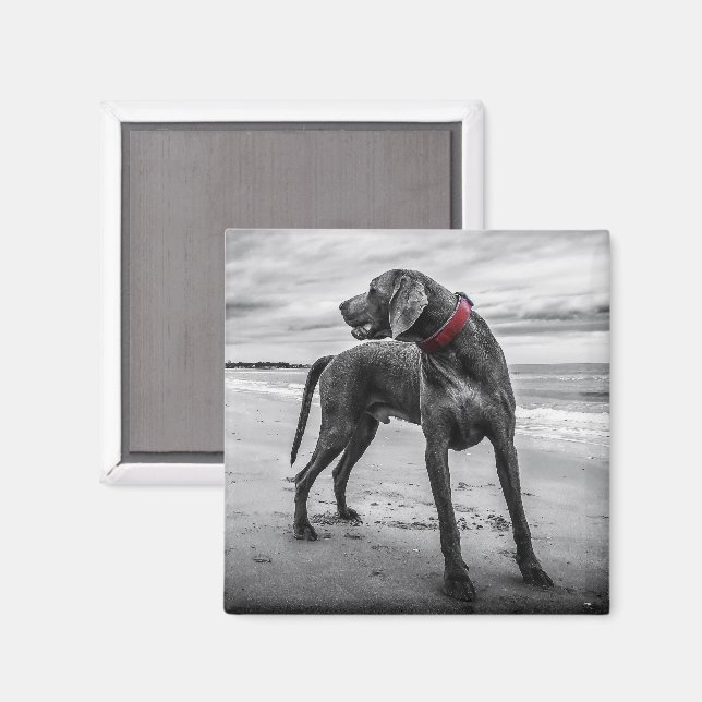 Weimaraner auf dem Beach Magnet (Vorderseite/Rückseite)