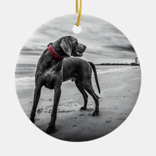 Weimaraner auf Foto des Strand-B&W mit rotem Keramik Ornament (Vorne)