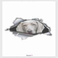 Weimaraner Autoaufkleber Weimaraner-Aufkleber