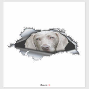 Weimaraner autocollants Weimaraner autocollant