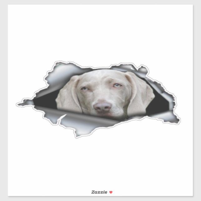 Weimaraner autocollants Weimaraner autocollant (Feuille)